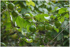 Trichosanthes tricuspidata